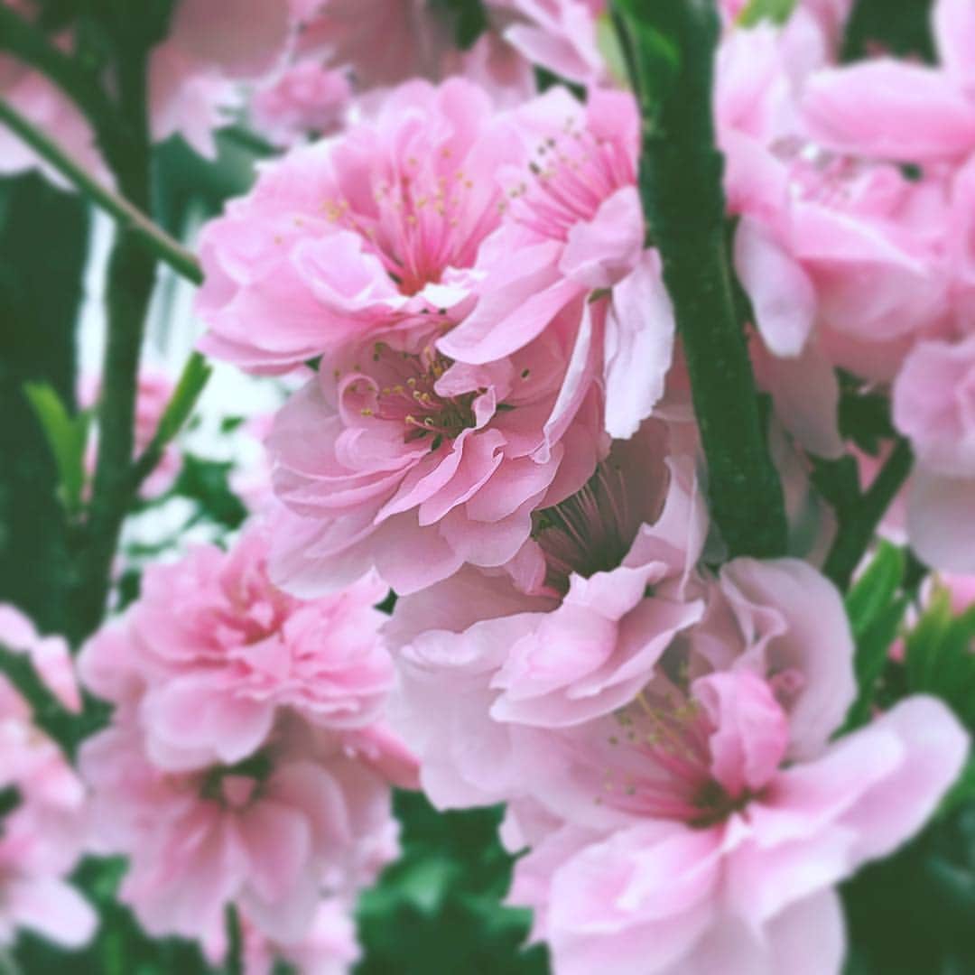 中野敬久さんのインスタグラム写真 - (中野敬久Instagram)「#flower #floweroflife #pink #sunnyday #feelgood」4月2日 10時39分 - hirohisanakano