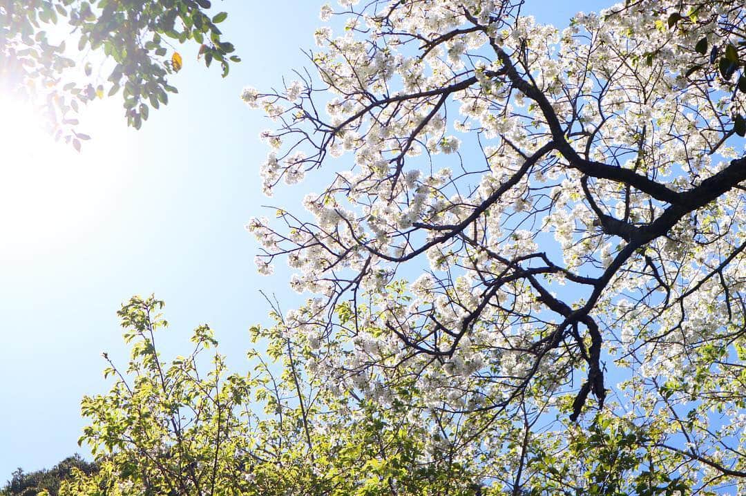 小林希さんのインスタグラム写真 - (小林希Instagram)「みんなでみあげた﻿ 桜と椿のそらの色﻿ ﻿ 太陽の光にすきとおり﻿ ちいさな喜びに胸がきゅんとなる﻿ ﻿ うららかな春の日 ﻿ ﻿ ——﻿ 伊豆大島は、オンラインサロンの仲間たちと一緒に初の島旅をしてきました。 大島桜は、ソメイヨシノの親株です。﻿ ﻿ #journey #viaje #voyage #travel #japan #旅 #旅女 #トラベル#島#島旅#週末島旅#island #izu#oshima #離島##ひるねこ隊#旅好きな人と繋がりたい#伊豆大島#東海汽船#さるびあ丸#オンラインサロン#三原山#トレッキング#砂漠」4月2日 10時40分 - nozokoneko