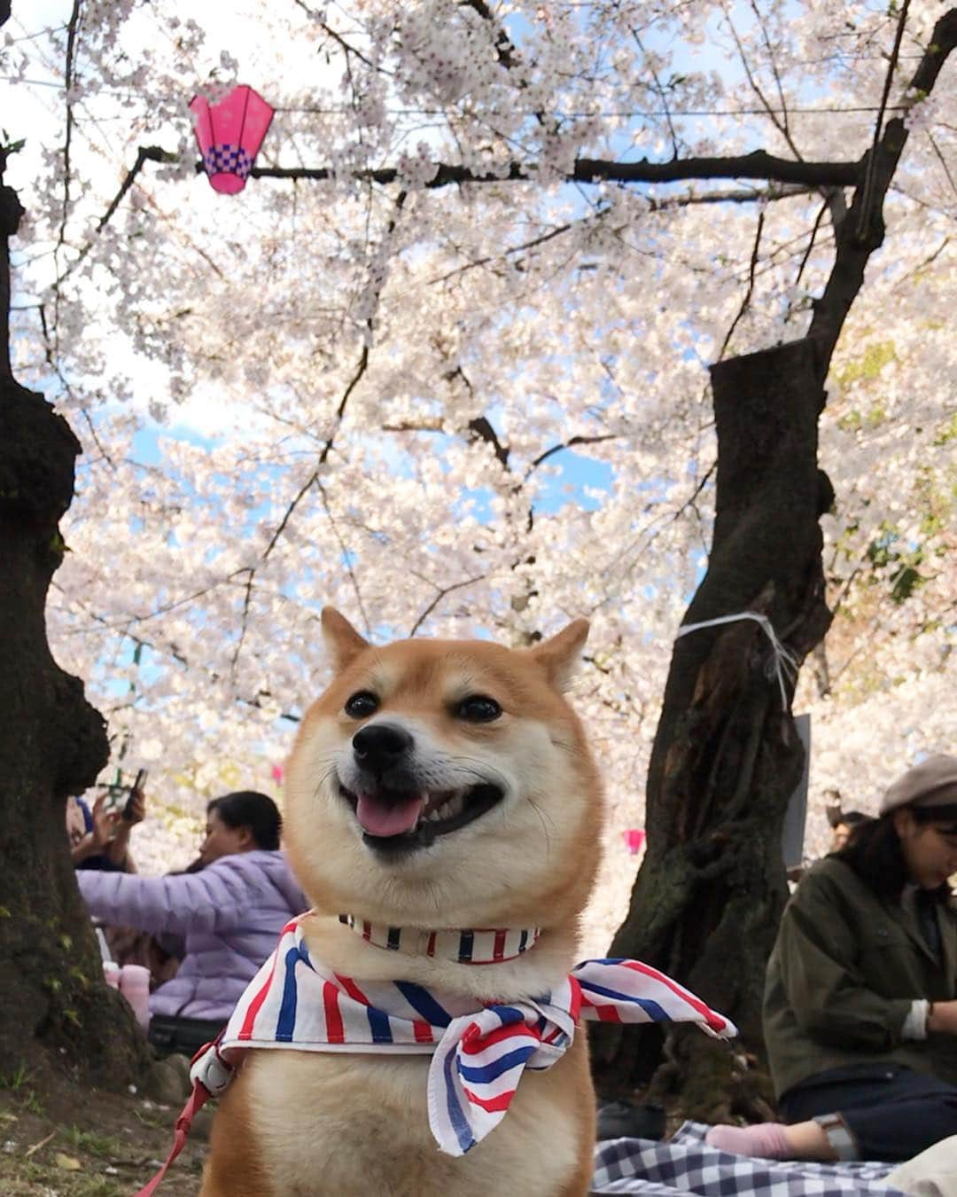 豆柴 サニーちゃんさんのインスタグラム写真 - (豆柴 サニーちゃんInstagram)「. . Good morning〜おはよ〜🌸🐻🌸 . 昨日は鶴舞公園に行ってきたよ 桜🌸もいっぱい咲いてて きれいだったよ〜🐻🐾 . 去年の鶴舞公園で声をかけてくれたお姉さんが 昨日もサニーを見つけて声をかけてくれて 覚えてくれたことにびっくりと感動✨ とっても嬉しかったです😍 . のんびりお花見するつもりが ステージでLiveやってて 大きな音に逃げ出したいさにちゃんだったので ベビーカステラ買って早々に帰りました🤗🐻🐾 . . #鶴舞公園 #鶴舞公園でお花見 #お花見🌸散歩 #桜と柴犬 #ベビーカステラ好き #ポケモンの聖地 . #柴犬#豆柴 #赤柴 #まめしばいぬ#まめしば#いぬのきもち#ふわもこ部 #pecoいぬ部#pecotv#サンデイ#サンデイいぬ組#anicas #shiba_snap#todayswanko#west_dog_japan #shibainu #shiba#mameshiba#shibastagram #豆柴サニーちゃん」4月2日 10時57分 - sunny_rei_32