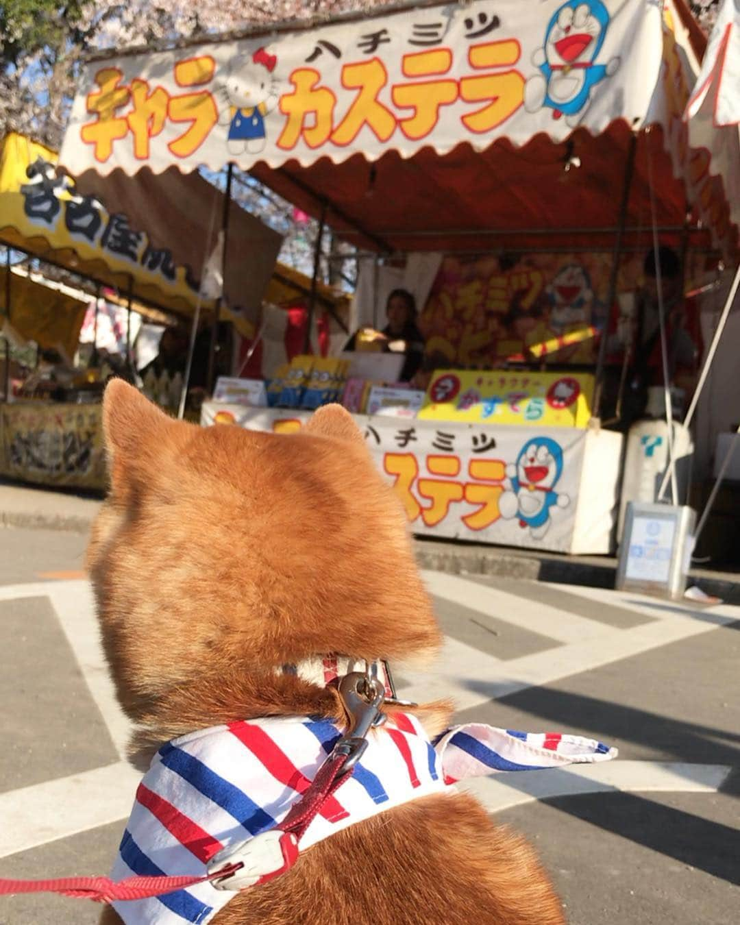 豆柴 サニーちゃんさんのインスタグラム写真 - (豆柴 サニーちゃんInstagram)「. . Good morning〜おはよ〜🌸🐻🌸 . 昨日は鶴舞公園に行ってきたよ 桜🌸もいっぱい咲いてて きれいだったよ〜🐻🐾 . 去年の鶴舞公園で声をかけてくれたお姉さんが 昨日もサニーを見つけて声をかけてくれて 覚えてくれたことにびっくりと感動✨ とっても嬉しかったです😍 . のんびりお花見するつもりが ステージでLiveやってて 大きな音に逃げ出したいさにちゃんだったので ベビーカステラ買って早々に帰りました🤗🐻🐾 . . #鶴舞公園 #鶴舞公園でお花見 #お花見🌸散歩 #桜と柴犬 #ベビーカステラ好き #ポケモンの聖地 . #柴犬#豆柴 #赤柴 #まめしばいぬ#まめしば#いぬのきもち#ふわもこ部 #pecoいぬ部#pecotv#サンデイ#サンデイいぬ組#anicas #shiba_snap#todayswanko#west_dog_japan #shibainu #shiba#mameshiba#shibastagram #豆柴サニーちゃん」4月2日 10時57分 - sunny_rei_32