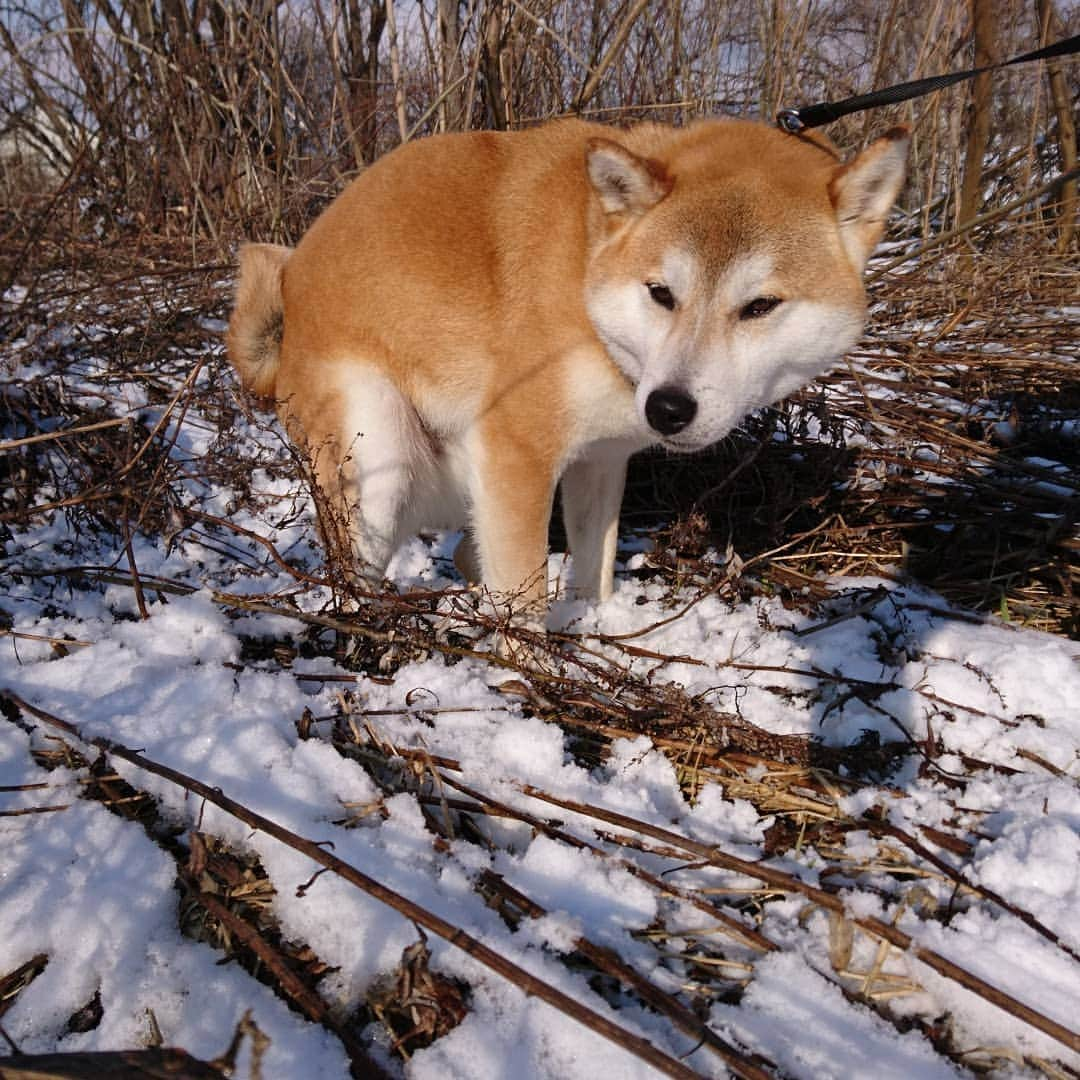 柴犬⭐️サスケさんのインスタグラム写真 - (柴犬⭐️サスケInstagram)「おはわん #また雪#いつ春来るの#犬バカ部#柴犬#赤柴#わんだフォ#愛犬#犬ら部#ふわもこ部#しばいぬ#日本犬#🐕📷#shibagram#shibastagram#Japanesedog#시바견#시바이누#시바스타그램#kaumo#pecoいぬ部#柴北会#family#dog#shibainu#shiba」4月2日 10時58分 - shiba20150405