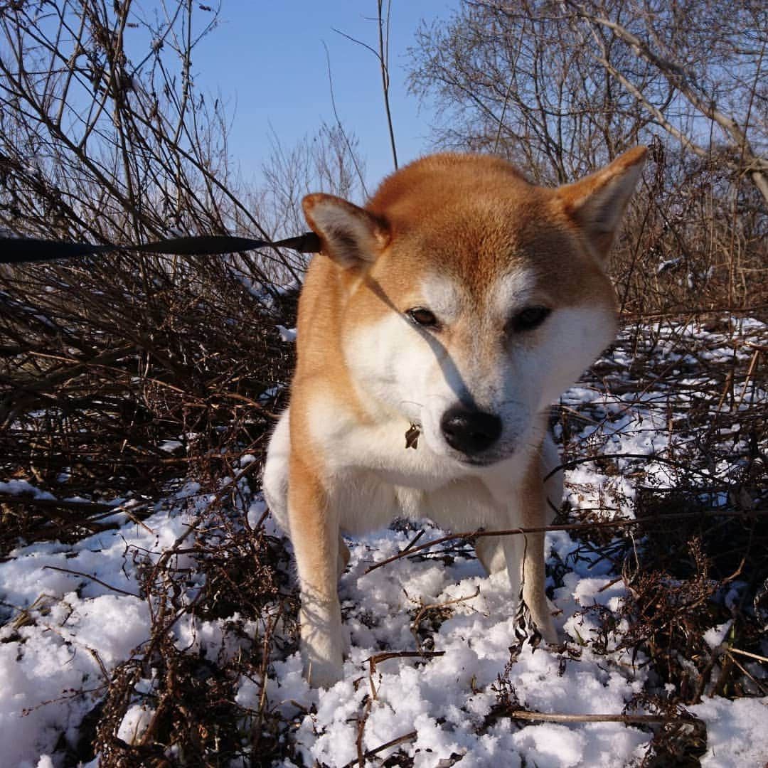 柴犬⭐️サスケさんのインスタグラム写真 - (柴犬⭐️サスケInstagram)「おはわん #また雪#いつ春来るの#犬バカ部#柴犬#赤柴#わんだフォ#愛犬#犬ら部#ふわもこ部#しばいぬ#日本犬#🐕📷#shibagram#shibastagram#Japanesedog#시바견#시바이누#시바스타그램#kaumo#pecoいぬ部#柴北会#family#dog#shibainu#shiba」4月2日 10時58分 - shiba20150405