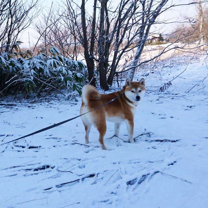 柴犬⭐️サスケさんのインスタグラム写真 - (柴犬⭐️サスケInstagram)「おはわん #また雪#いつ春来るの#犬バカ部#柴犬#赤柴#わんだフォ#愛犬#犬ら部#ふわもこ部#しばいぬ#日本犬#🐕📷#shibagram#shibastagram#Japanesedog#시바견#시바이누#시바스타그램#kaumo#pecoいぬ部#柴北会#family#dog#shibainu#shiba」4月2日 10時58分 - shiba20150405