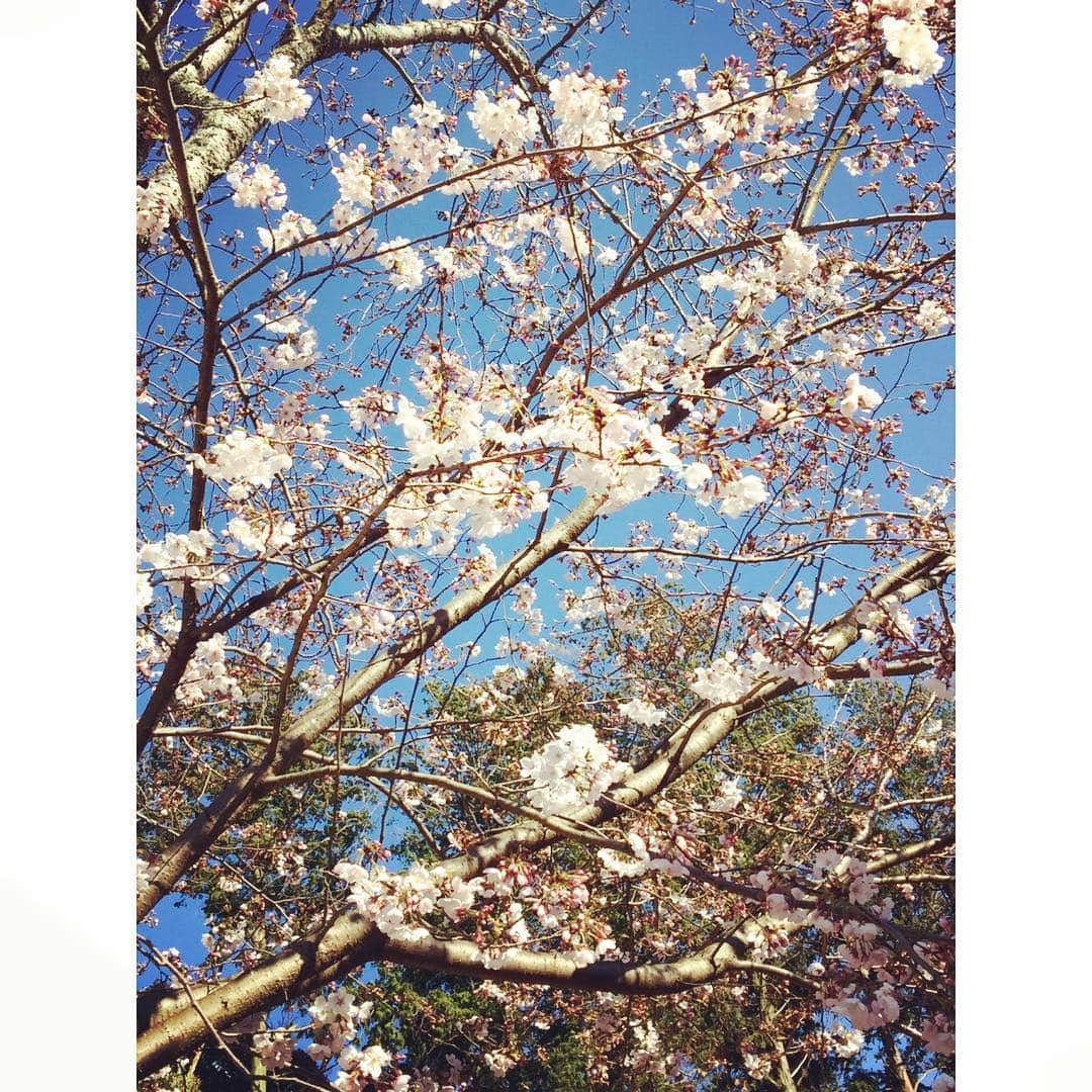 勝恵子さんのインスタグラム写真 - (勝恵子Instagram)「静岡にて。 桜はまだ5分咲きくらい。  #桜  #cherryblossom  #spring」4月2日 11時08分 - keiko.katsu