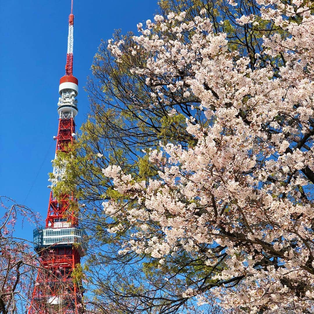 中西圭三さんのインスタグラム写真 - (中西圭三Instagram)「桜満開🌸空快晴☀️ みなさま良き一日を✋」4月2日 11時12分 - keizo1111