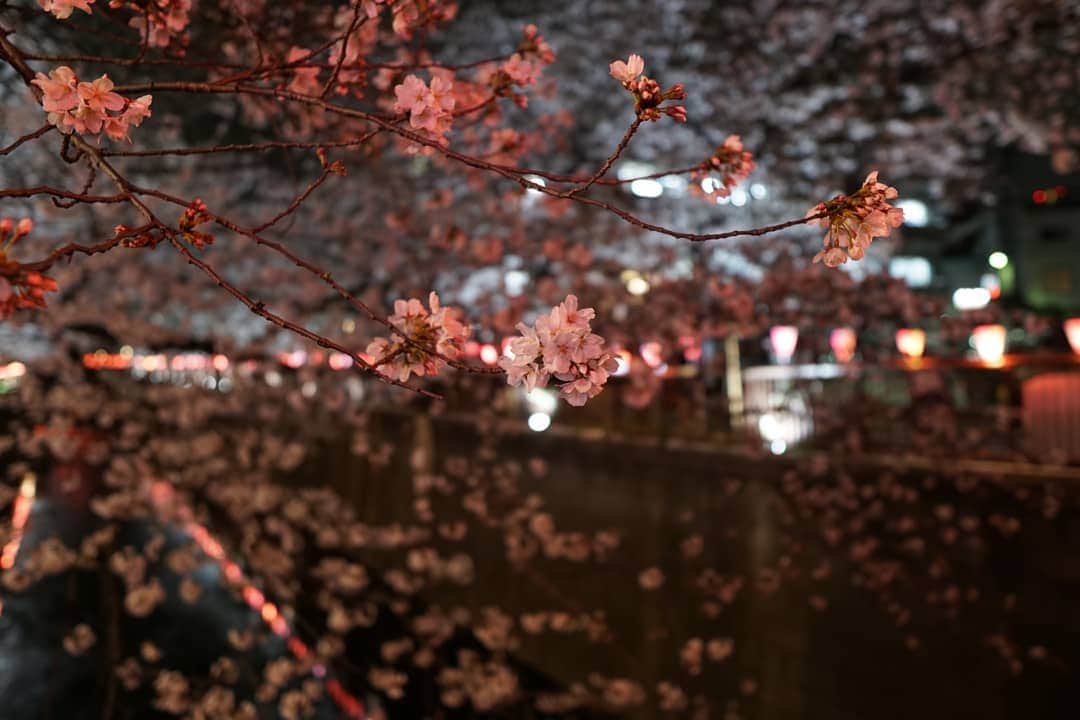 HIROYAさんのインスタグラム写真 - (HIROYAInstagram)「今年も桜を堪能出来ました。 日本って素晴らしい！ 外国の文化を取り入れ、日本の独特な文化は大切にするべきだと思う。  だからみんな雪駄履きましょう。 #桜 #sakura #cherryblossom  #japaneseculture #madeinjapan」4月2日 11時33分 - hiroya_tryhard
