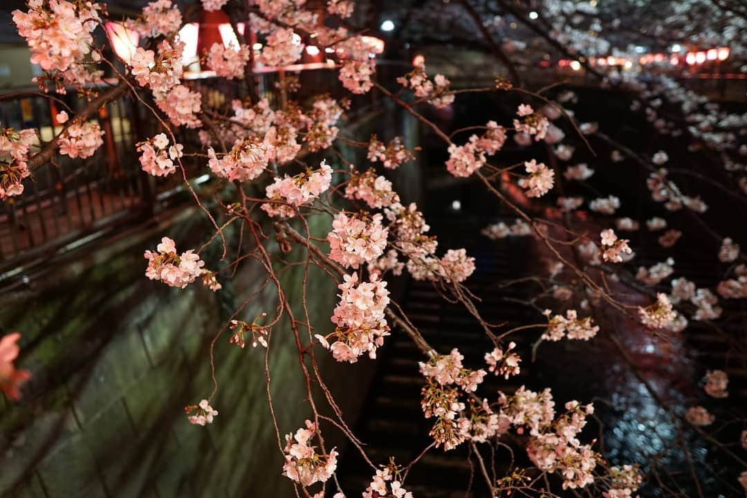 HIROYAさんのインスタグラム写真 - (HIROYAInstagram)「今年も桜を堪能出来ました。 日本って素晴らしい！ 外国の文化を取り入れ、日本の独特な文化は大切にするべきだと思う。  だからみんな雪駄履きましょう。 #桜 #sakura #cherryblossom  #japaneseculture #madeinjapan」4月2日 11時33分 - hiroya_tryhard