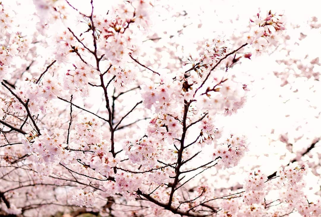 HIROYAさんのインスタグラム写真 - (HIROYAInstagram)「今年も桜を堪能出来ました。 日本って素晴らしい！ 外国の文化を取り入れ、日本の独特な文化は大切にするべきだと思う。  だからみんな雪駄履きましょう。 #桜 #sakura #cherryblossom  #japaneseculture #madeinjapan」4月2日 11時33分 - hiroya_tryhard