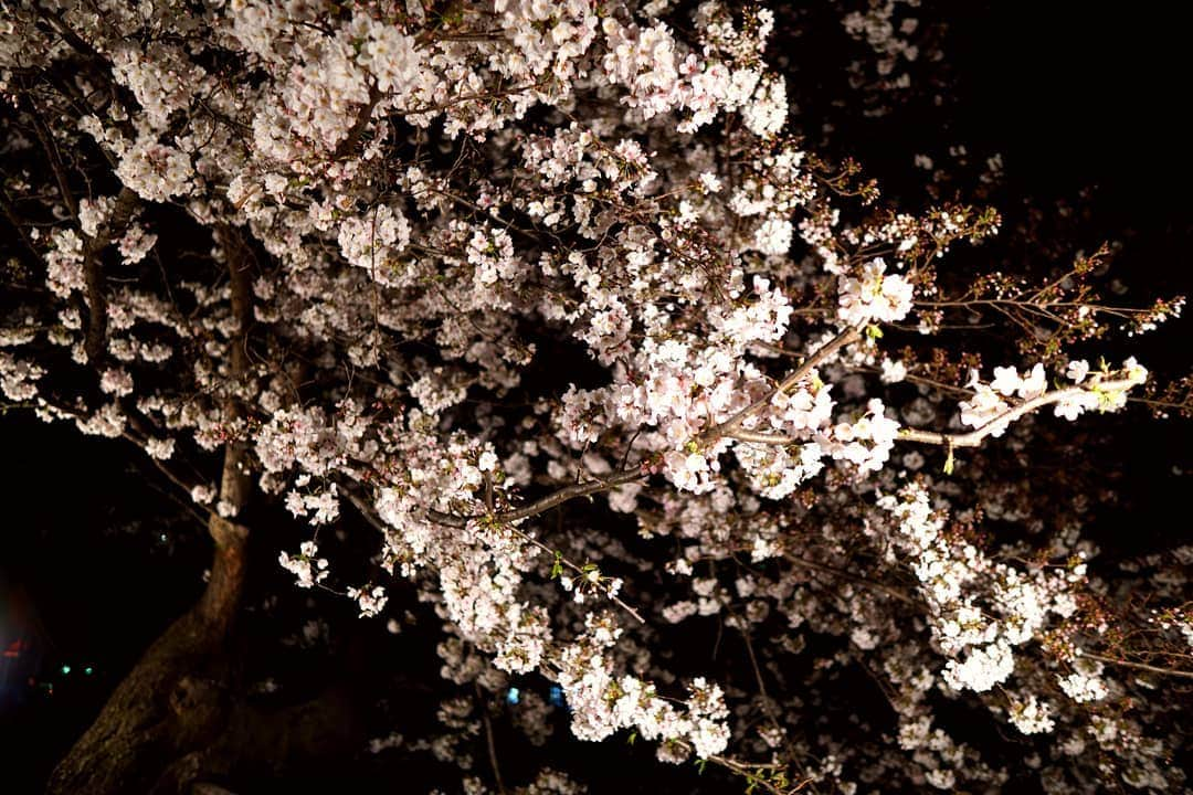 HIROYAさんのインスタグラム写真 - (HIROYAInstagram)「今年も桜を堪能出来ました。 日本って素晴らしい！ 外国の文化を取り入れ、日本の独特な文化は大切にするべきだと思う。  だからみんな雪駄履きましょう。 #桜 #sakura #cherryblossom  #japaneseculture #madeinjapan」4月2日 11時33分 - hiroya_tryhard