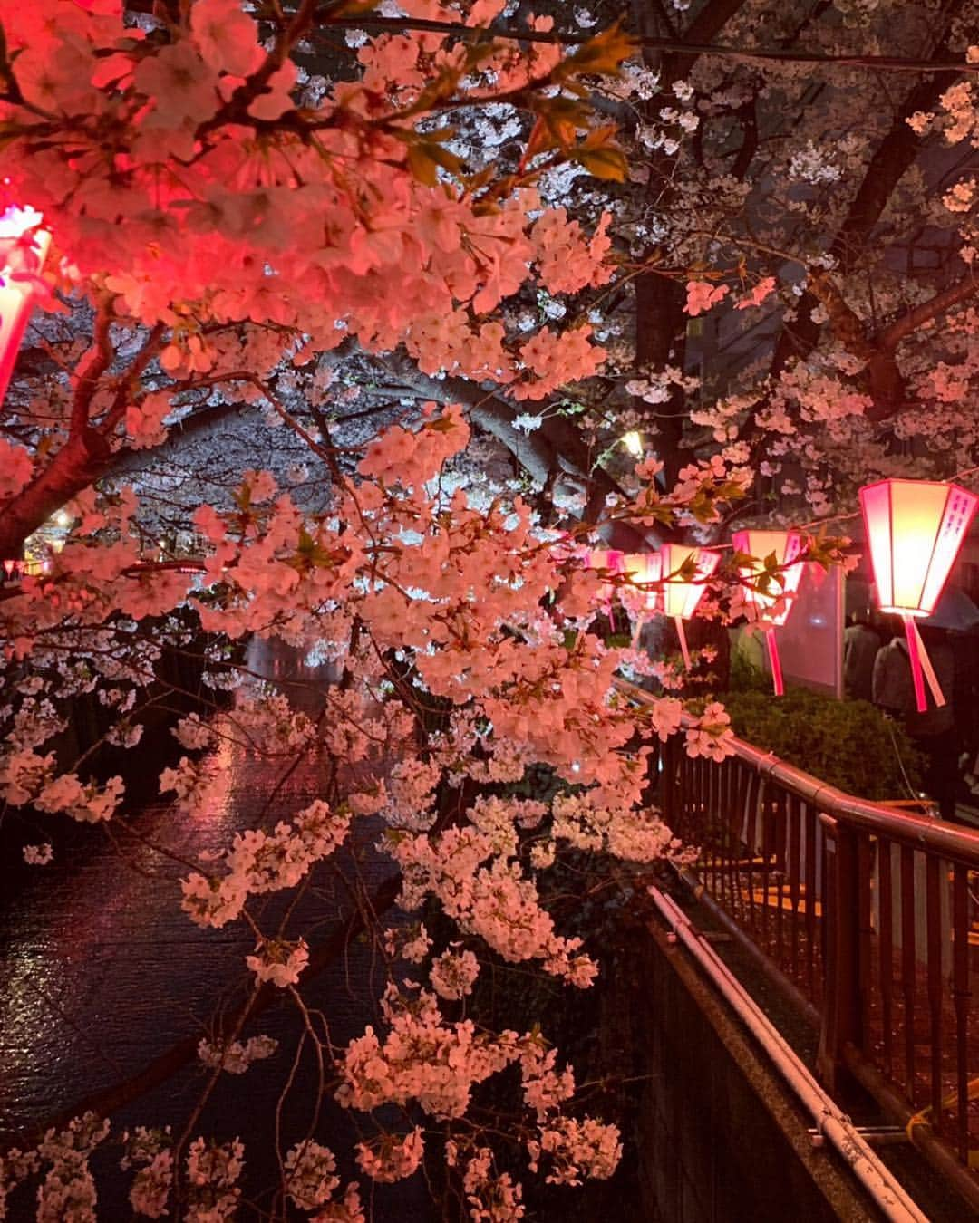 雨宮みずきさんのインスタグラム写真 - (雨宮みずきInstagram)「． 昨日の目黒川の夜桜 満開🌸🏮 寒いし雨降ってたけど 綺麗に見れました☺️💕 ． #桜 #お花見 #目黒川の桜 #目黒川桜まつり #中目黒桜まつり #目黒川 #桜まつり #桜巡り #桜満開 #桜 #桜祭り#お花見日和 #お花見2019 #cherryblossom #flower_daily #flower_perfection #runningwomen  #夜桜 #桜の名所 #新元号 #令和 #平成も終わる」4月2日 11時26分 - ammymzk0926