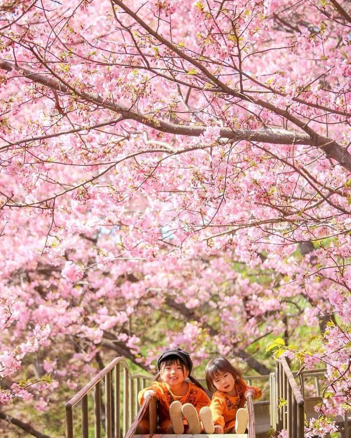 Canon EOS Kiss公式［with Kiss］さんのインスタグラム写真 - (Canon EOS Kiss公式［with Kiss］Instagram)「.@yu.e.mii さんからの一枚。⠀ 「桜のトンネルを抜ける滑り台🌸⠀ キレイだった♡⠀ 滑りが悪くて追いつかれる次女😂」⠀ .⠀ ★Kissユーザーの皆さんの写真をご紹介！⠀ .⠀ キヤノンEOS Kissで撮られた写真に「 #Kissカメラ 」をつけて投稿いただいた皆さまの写真をご紹介します。⠀ .⠀ #eoskiss シリーズの大人気ミラーレスカメラ「EOS Kiss M」好評発売中！⠀ 充実の新機能と軽量コンパクトなボディーで、快適な撮影を楽しめます。⠀ .⠀ #EOSKissM の詳細は、本アカウントのプロフィール（ @with.kiss ）にあるURLから。⠀ .⠀ #EOSKissM #KissisMyLife #eoskiss #withkiss #キヤノン #canon #eos #kissカメラ #育児 #子育て #親ばか #こども #子供 #写真」4月2日 11時30分 - with.kiss