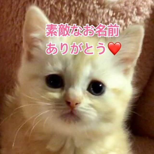 まんちの樹（マンチカンブリーダー）さんのインスタグラム写真 - (まんちの樹（マンチカンブリーダー）Instagram)「パインベビー：短カメちゃん。新家族さん決まっていました。 お名前決めてもらっていました。『ナル』ちゃんです。名前の由来は①幸せになる②家族になる③うちの子になる 等のたくさんのナルが詰まった子になれるように と聞きました。幸せにナル予感マックスです🍀 お名前は新家族さんからの最初の大事なプレゼント🎁。ありがとうございます❤️ #マンチカン#まんちかん#スコティッシュフォールド#猫#ねこ#ネコ#ねこ部 #子猫#にゃんすたぐらむ#にゃんだふるらいふ#カメオタビー#まんちの樹#猫ブリーダー#マンチカンブリーダー#名前#家族 #cat#kitten#kitty#cute#meow #picneko#catstagram#instacat#catsofinstagram#ilovecat」4月2日 11時34分 - machiyominoura