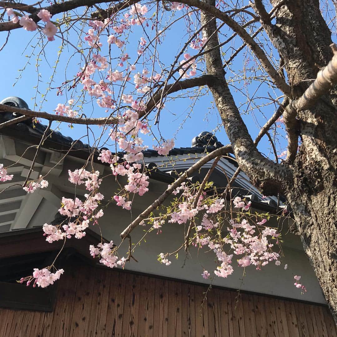 辰馬本家酒造株式会社(白鹿) さんのインスタグラム写真 - (辰馬本家酒造株式会社(白鹿) Instagram)「花の季節になりました🌸 ゆらゆらと風に揺れる枝垂桜の下で「花ひらく」を一献。フレッシュで香り高い吟醸生酒に桜の花びらを浮かべれば気分は満開😊💕 白鹿の桜は枝垂桜は2、3分咲き、ソメイヨシノは5分咲き。まだまだこれからの桜とともに、皆様の色々なことが花ひらきますように✨  #白鹿 #日本酒 #酒 #花ひらく #吟醸 #生酒 #花 #桜 #花見 #hakushika #sake #ginjo #namazake #hanami #sakura #cherryblossom」4月2日 11時38分 - hakushika_official