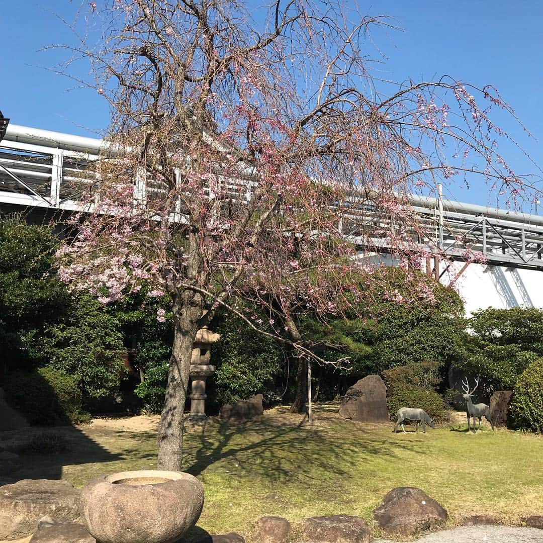 辰馬本家酒造株式会社(白鹿) さんのインスタグラム写真 - (辰馬本家酒造株式会社(白鹿) Instagram)「花の季節になりました🌸 ゆらゆらと風に揺れる枝垂桜の下で「花ひらく」を一献。フレッシュで香り高い吟醸生酒に桜の花びらを浮かべれば気分は満開😊💕 白鹿の桜は枝垂桜は2、3分咲き、ソメイヨシノは5分咲き。まだまだこれからの桜とともに、皆様の色々なことが花ひらきますように✨  #白鹿 #日本酒 #酒 #花ひらく #吟醸 #生酒 #花 #桜 #花見 #hakushika #sake #ginjo #namazake #hanami #sakura #cherryblossom」4月2日 11時38分 - hakushika_official