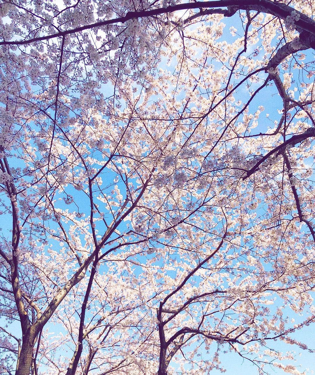 シャウラさんのインスタグラム写真 - (シャウラInstagram)「Tokyo is beautiful  東京美しい #tokyo #sakura #cherryblossom #桜」4月2日 11時53分 - shaula_vogue