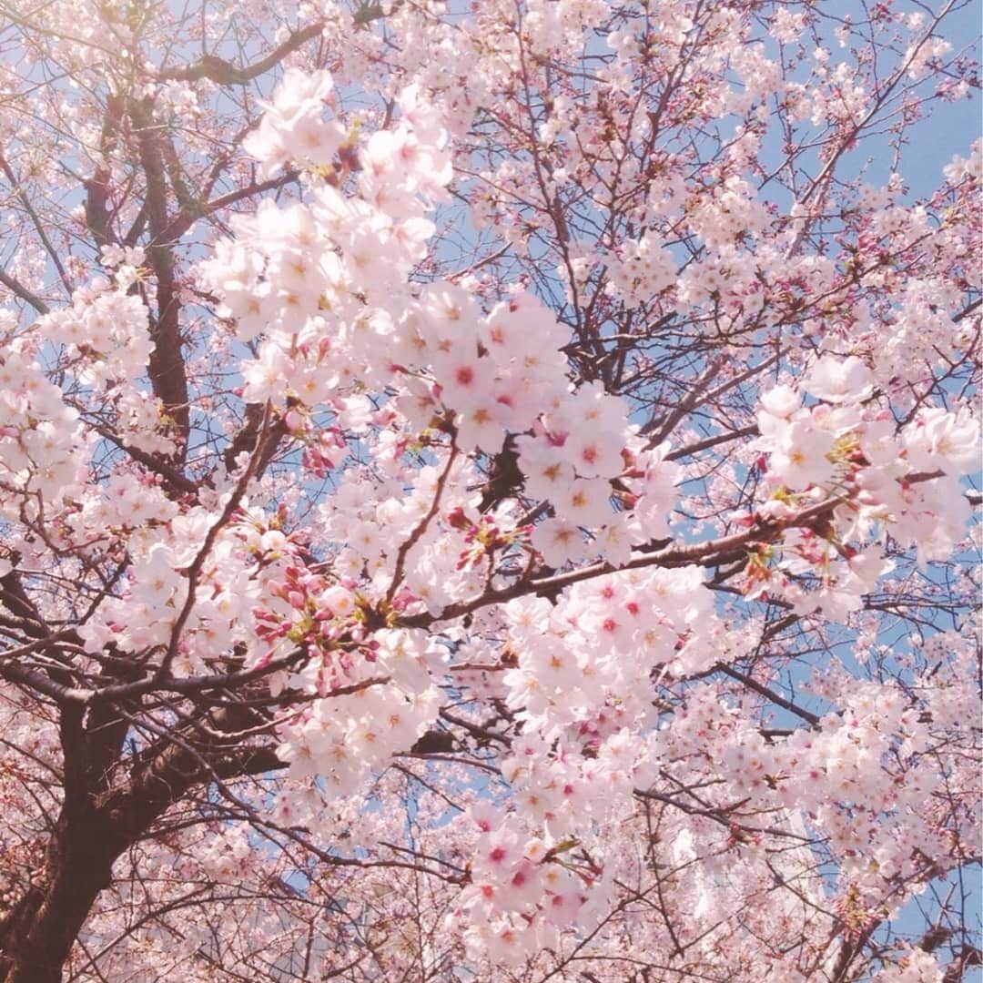 アニヴァーサリー&デイズさんのインスタグラム写真 - (アニヴァーサリー&デイズInstagram)「こんにちは。 桜が太陽の光を浴びて嬉しそうですね♪ . お花見は行かれましたか？ アニカフェではテイクアウトも出来ます！ . 桜のお供にオリジナルバーガーをどうぞ✨ . 営業時間　8:30～21:00です。 . #anniversary&dayscafe #アニバーサリーデイズカフェ #お花見ランチ#テイクアウト#千葉カフェ#美浜区ランチ#桜#サイクリング#花見川#交通公園#家チカ#美浜区真砂#桜の咲いている公園」4月2日 11時54分 - anniversarydays