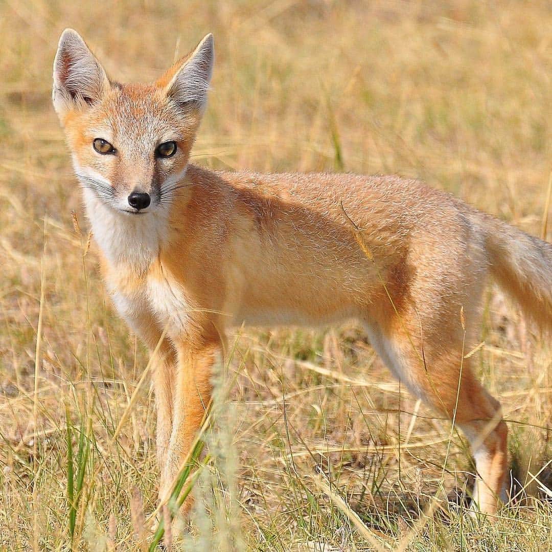 アメリカ自然史博物館さんのインスタグラム写真 - (アメリカ自然史博物館Instagram)「What makes the swift fox (Vulpes velox) so swift? It’s able to reach speeds of more than 30 miles per hour, which comes in handy when hunting—or being hunted. The fox’s agility helps it snatch up a prairie dog for a meal, or evade the jaws of a hungry coyote. It’s native to North America’s Great Plains, where it lives in prairies and deserts. This critter is on the smaller side, only growing to about 1 foot (30 centimeters) tall and weighing in at around 6 pounds (3 kilograms). Photo: Craig Miller」4月2日 11時55分 - amnh
