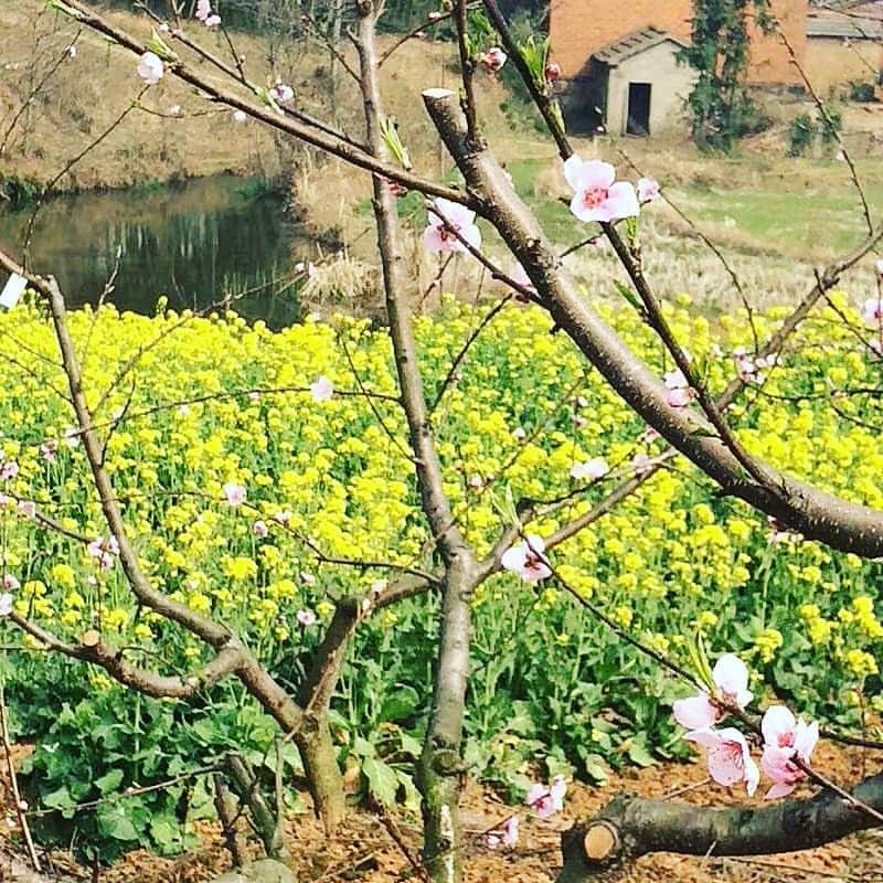 美ら島Travel のインスタグラム：「中国安徽省六安市金安区にある農家の桃花とアブラナの花です。 キレイなピンク色の桃花の億に黄色おアブラナがまた映えますね♪ 何気ない道の一場面で幸せな気分になれます。  #china　#lovechina　#lovetravel　#travel　#family　#中国　#安徽省　#金安区　#桃花　#アブラナ　#自然　#異文化　#庭園　#異文化交流　#海外旅行　#一人旅　#旅行　#旅行女子　#旅女子　#旅好き　#旅行好きな人と繋がりたい　#観光　#中国旅行　#中国観光」