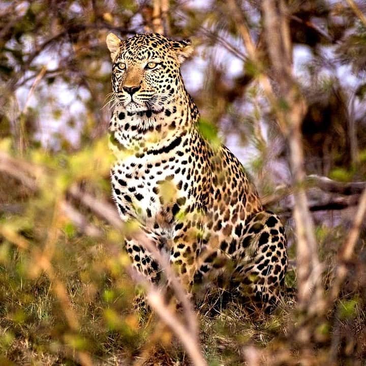 のインスタグラム：「Photo by @pedromcbride | Barely visible in the brush, an elusive leopard patiently observes a wild dog kill from the sidelines,  waiting for a turn at the feast. To hunt, leopards rely on patience, stealth, and power. To see more, follow @pedromcbride. #nature #wildlife #Africa #Botswana」