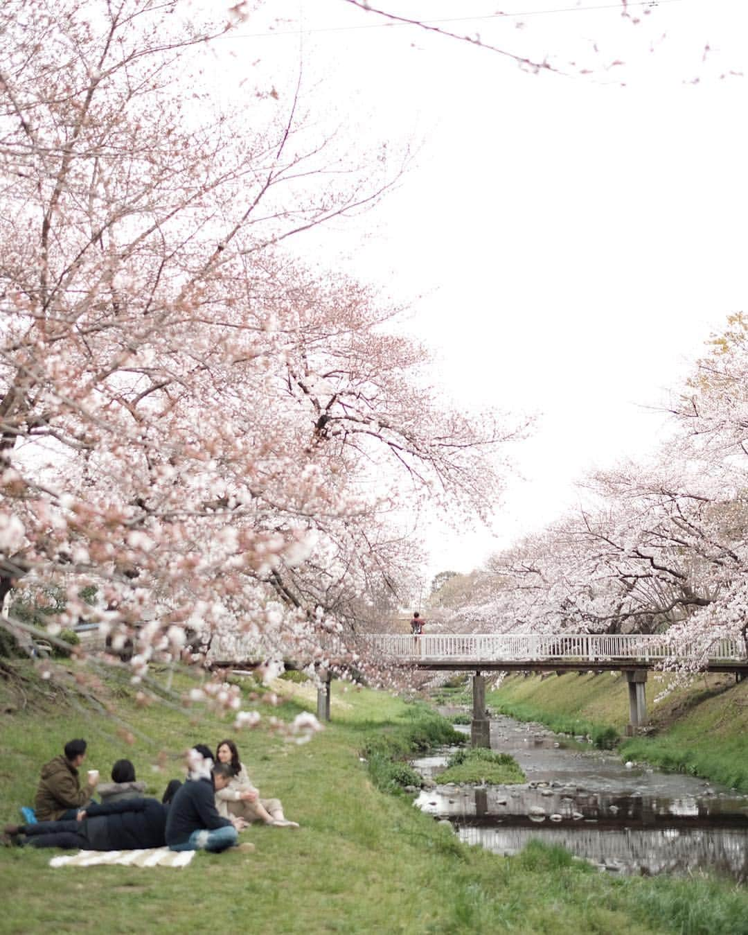 Veronica Halimさんのインスタグラム写真 - (Veronica HalimInstagram)「Last weekend hanami picnic spending quality time with friends while admiring the wonders of nature feeling content and grateful. Still can’t get enough of this view! — #truffypi #sakura #japan #hanami #cherryblossom #japantravel #tokyo #tokyosakura #truffypiinjapan #truffypitravel #igersjp #passionpassport #travelblog #iphonephotography #花見 ＃東京 #picnic #spring #livefolk #theartofslowliving #nature」4月2日 12時18分 - truffypi