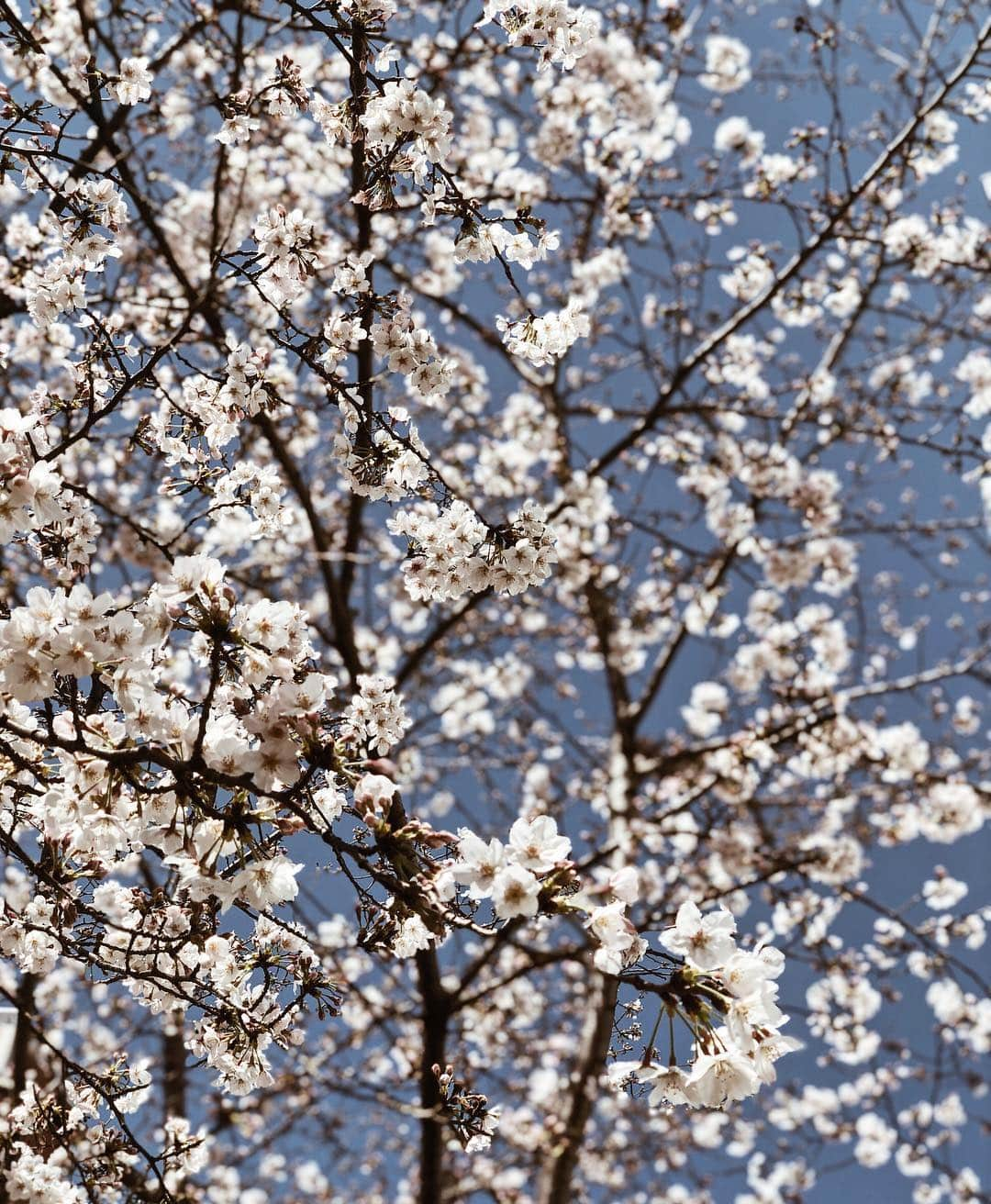 高園あずささんのインスタグラム写真 - (高園あずさInstagram)「. 今年の桜は 感じ方がいつもと全然違う。 眺めてるといろんな感情を抱きます。 でも本当に綺麗。 平成最後、生涯忘れられない春になりそうです🌸 #平成最後の春 #桜」4月2日 12時11分 - azusa_takazono