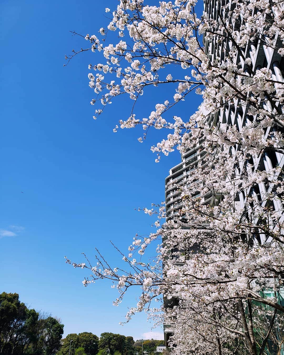 Palace Hotel Tokyo / パレスホテル東京さんのインスタグラム写真 - (Palace Hotel Tokyo / パレスホテル東京Instagram)「今週は肌寒い日が続きますが、桜は満開です。The cherry blossoms in Tokyo are in full bloom!  #日本の春 #桜 #満開 #快晴 #青空 #春空 #花見 #お花見 #お花見日和 #春の香り #お濠 #お濠端 #和田倉濠 #丸の内 #パレスホテル東京 #cherryblossom #Japanesespring #hanami #fullbloom #bluesky #sunny #sunnyday #moatside #moat #Wadakuramoat #Marunouchi #PalaceHotelTokyo #lhwtraveler #uncommontravel #leadinghotelsoftheworld」4月2日 12時20分 - palacehoteltokyo