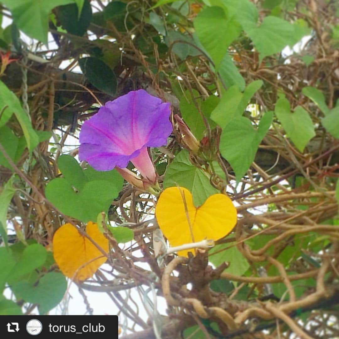 カヌチャリゾートさんのインスタグラム写真 - (カヌチャリゾートInstagram)「.﻿﻿ ﻿﻿🌸ハナナフォトコンテスト🌸﻿﻿﻿﻿﻿﻿﻿﻿﻿﻿﻿﻿﻿﻿﻿﻿ 🌺応募作品紹介🌺﻿﻿﻿﻿﻿﻿﻿﻿﻿﻿﻿﻿﻿﻿﻿﻿ ﻿﻿﻿﻿﻿﻿﻿﻿﻿﻿﻿﻿﻿﻿﻿﻿﻿ #repost﻿﻿ #カヌチャのハナナ2019﻿﻿ ﻿﻿﻿﻿﻿ ＊＊＊﻿﻿﻿﻿﻿﻿﻿﻿﻿﻿﻿﻿﻿﻿﻿﻿ インスタにてハナナフォトコンテスト開催中！﻿﻿﻿﻿﻿﻿﻿﻿﻿﻿﻿﻿﻿﻿﻿﻿ 「#カヌチャのハナナ2019」を付けて投稿するだけ😊🌷﻿﻿〆切は4/7(日)！」4月2日 12時27分 - kanucha_resort