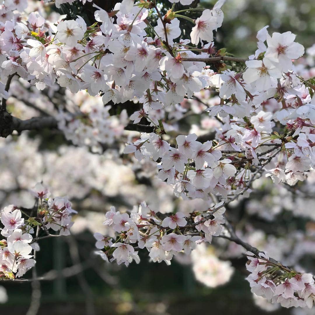 今宿麻美さんのインスタグラム写真 - (今宿麻美Instagram)「癒し🌸」4月2日 12時37分 - imajuku0107