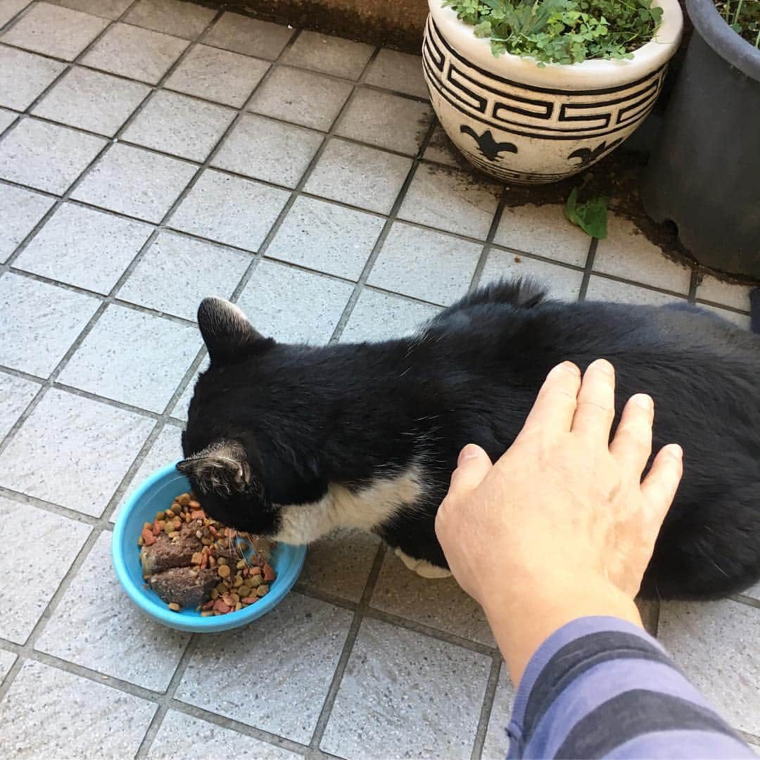 Kachimo Yoshimatsuさんのインスタグラム写真 - (Kachimo YoshimatsuInstagram)「おはよう！イカスミ！ Good Morning Ikasumi! ちょっと触ったら、逃げた！ 食事中ゴメンよ！ #uchinonekora #ikasumi #sotononekora #neko #cat #catstagram #kachimo #猫 #ねこ #うちの猫ら http://kachimo.exblog.jp」4月2日 12時41分 - kachimo