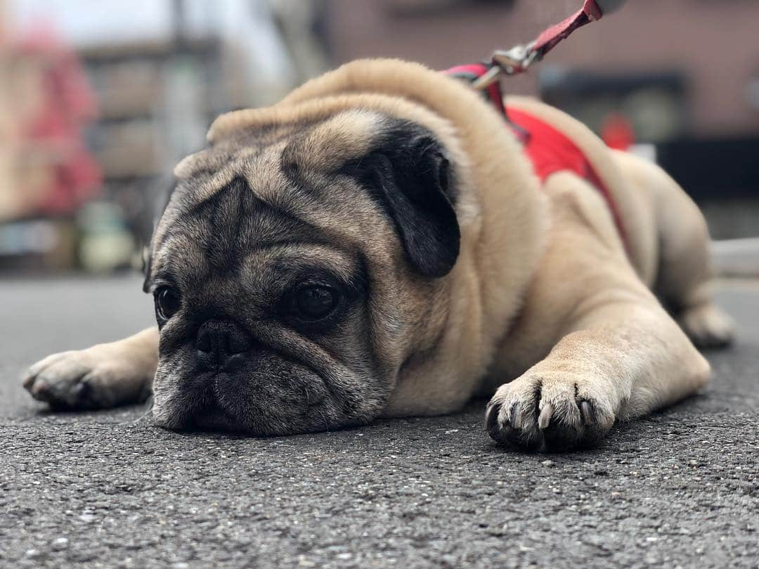 やついいちろうさんのインスタグラム写真 - (やついいちろうInstagram)「春こぶし #pug #pugs #puglife #puglove #パグ #パグスタグラム」4月2日 13時01分 - yatsuiichiro