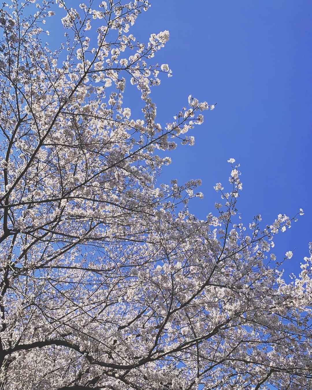 大杉亜依里さんのインスタグラム写真 - (大杉亜依里Instagram)「桜／Sakura #happydayrun  HAPPY DAY RUN🏃‍♀️ 8.06km 5'30"/km 44:19 関東での桜の見頃は今週いっぱいくらいかな🌸 花見は行かなかったけど、あちこちで走りながら楽しめた。幸せだ🏃‍♀️✨ . . #running #ランニング #TOKYO #kanagawa #東京 #神奈川 #JAPAN  #runlife #42195 #runningtime  #enjoyrunning #onrunning #onfriends #eyevol #eyevol_run #lululemon #garmin #tokyorun #kanagawarun #桜 #sakura #cherryblossom #🌸」4月2日 13時01分 - osugiairi_official