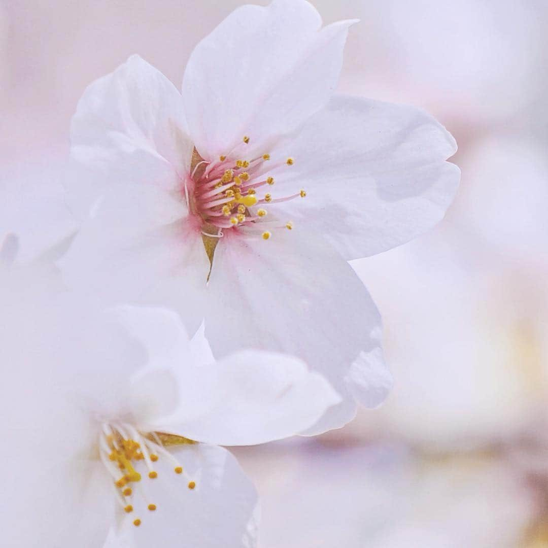 志摩マキさんのインスタグラム写真 - (志摩マキInstagram)「#本日の作品 #🌸 #カメラ好きな人と繋がりたい  #🎥 #📸 #cherryblossom #レンズ欲しい #花見 #sakura #cherryblossom #🇯🇵」4月2日 12時55分 - makishimaaa