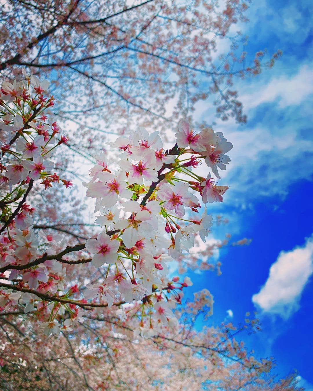 武田双雲さんのインスタグラム写真 - (武田双雲Instagram)「娘と桜の写真をどんだけ綺麗に撮れるかゲーム 写真加工技術を教えてもらうなう。」4月2日 13時06分 - souun.takeda