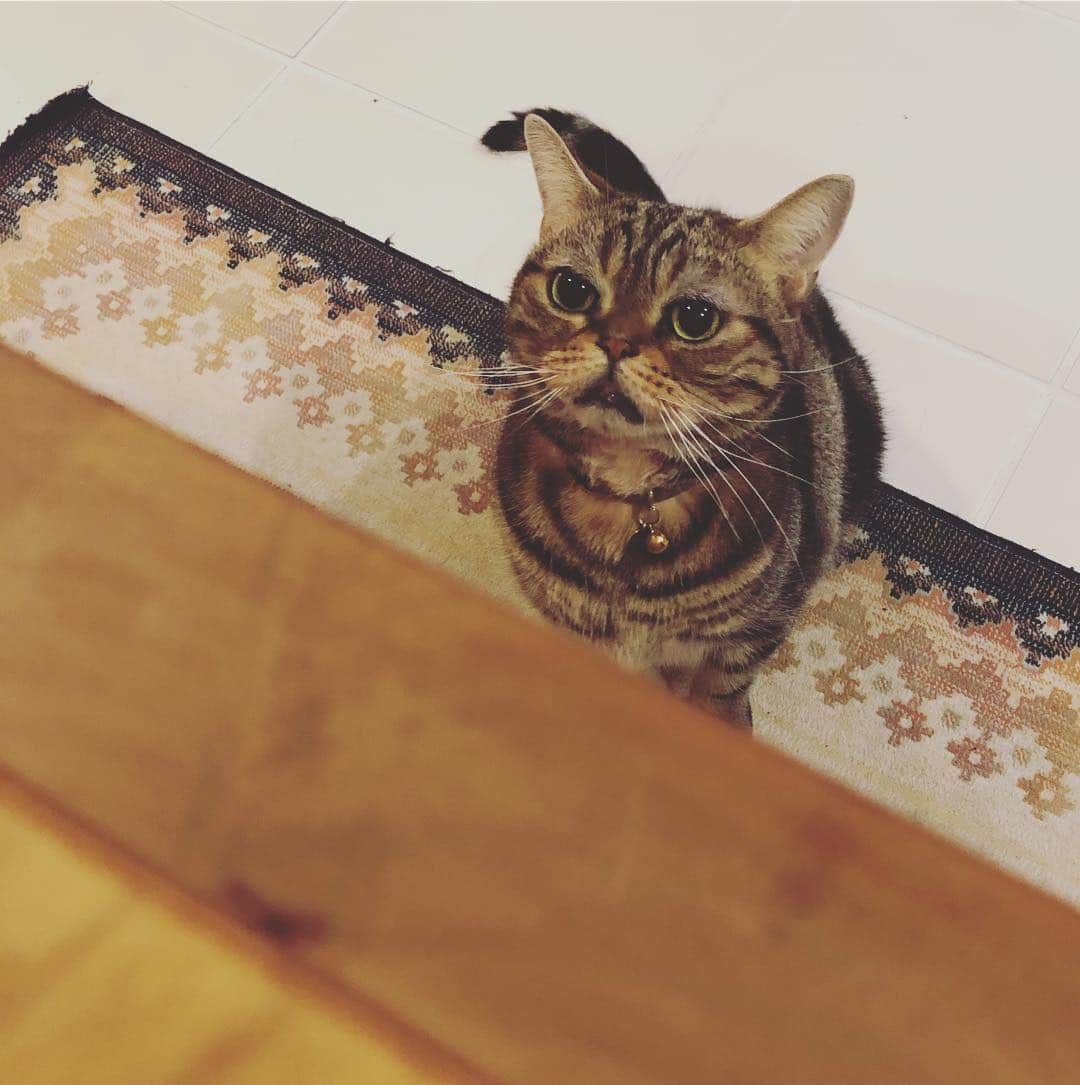 chai0219さんのインスタグラム写真 - (chai0219Instagram)「テーブルに飛び乗る5秒前  #americanshorthair #kitty #kitten #cat #cats #catstagram #neco #アメショ #アメショー #アメリカンショートヘア #ねこ #猫 #ネコ #にゃんこ #ニャンコ #ねこ部 #猫もふ #ねこのきもち #ねこのいる暮らし #ねこのいる生活」4月2日 13時22分 - chai0219