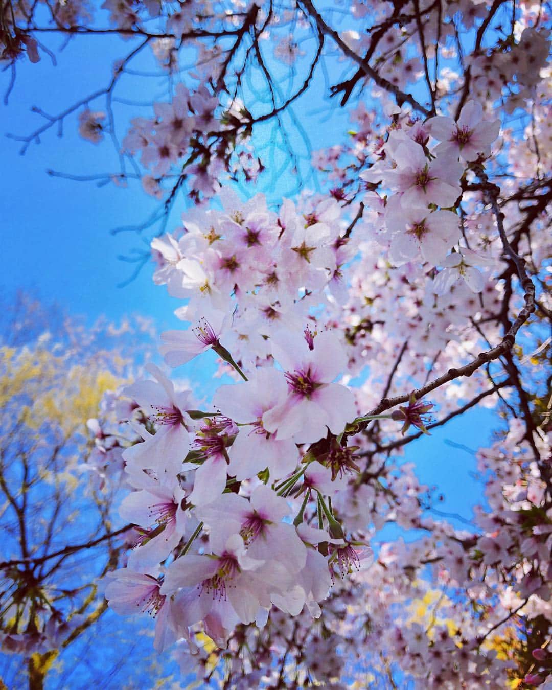 のインスタグラム：「家の近くの桜🌸今年も良い感じ。」