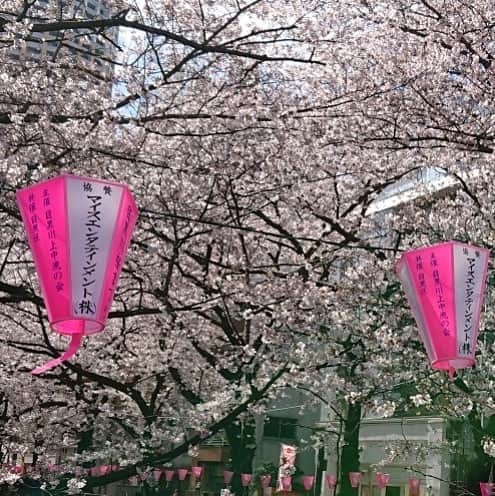 栗原みどりさんのインスタグラム写真 - (栗原みどりInstagram)「今年も目黒川にYMCKの提灯が出ています🌸レーベルメイトのみなさまも！お近くにいらした方ぜひ探してみてね✨ #YMCK #目黒川桜まつり #お花見」4月2日 13時40分 - midori_kurihara