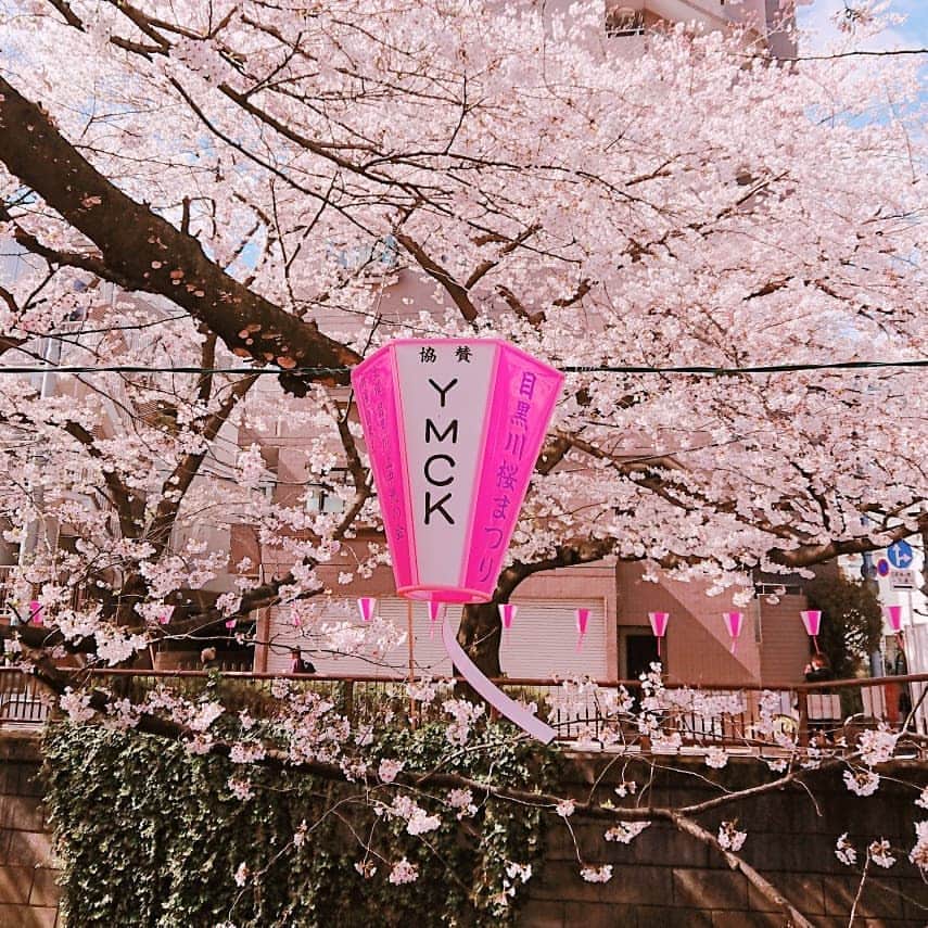 のインスタグラム：「今年も目黒川にYMCKの提灯が出ています🌸レーベルメイトのみなさまも！お近くにいらした方ぜひ探してみてね✨ #YMCK #目黒川桜まつり #お花見」