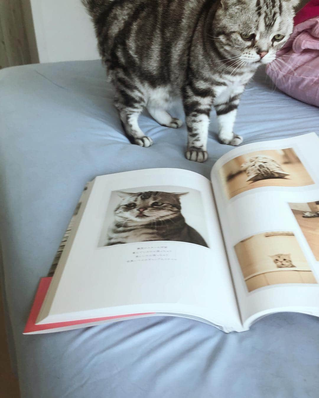 ルフさんのインスタグラム写真 - (ルフInstagram)「#luhu:" new picture book with me !" - - #cat #cute #sadcat #lovely #adorable #angel #catofashions #catworld」4月2日 13時48分 - lanlan731