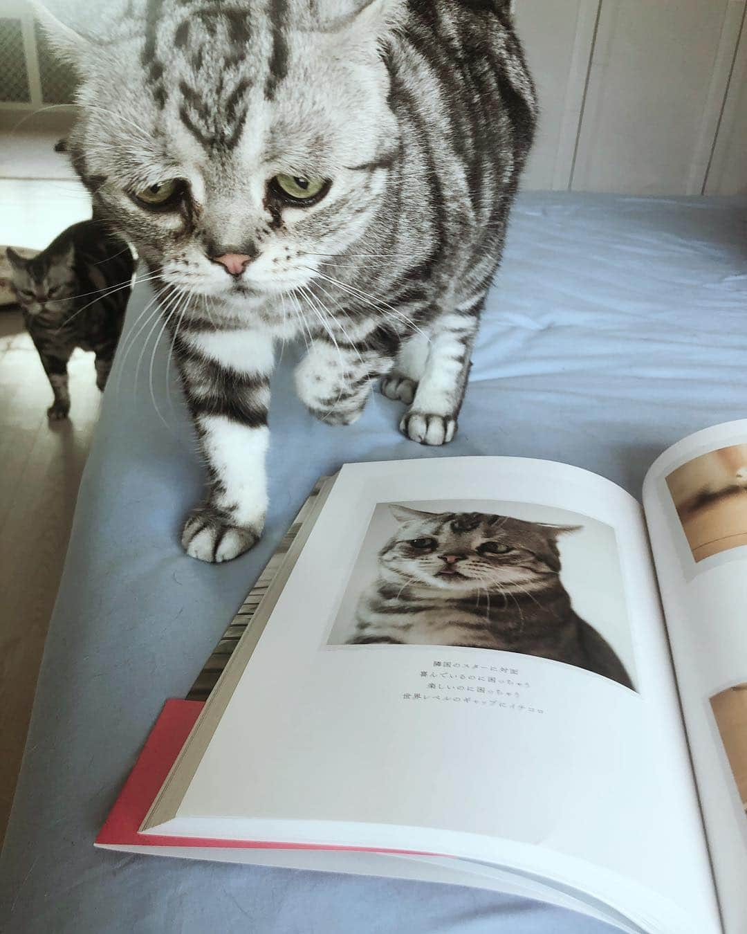 ルフさんのインスタグラム写真 - (ルフInstagram)「#luhu:" new picture book with me !" - - #cat #cute #sadcat #lovely #adorable #angel #catofashions #catworld」4月2日 13時48分 - lanlan731