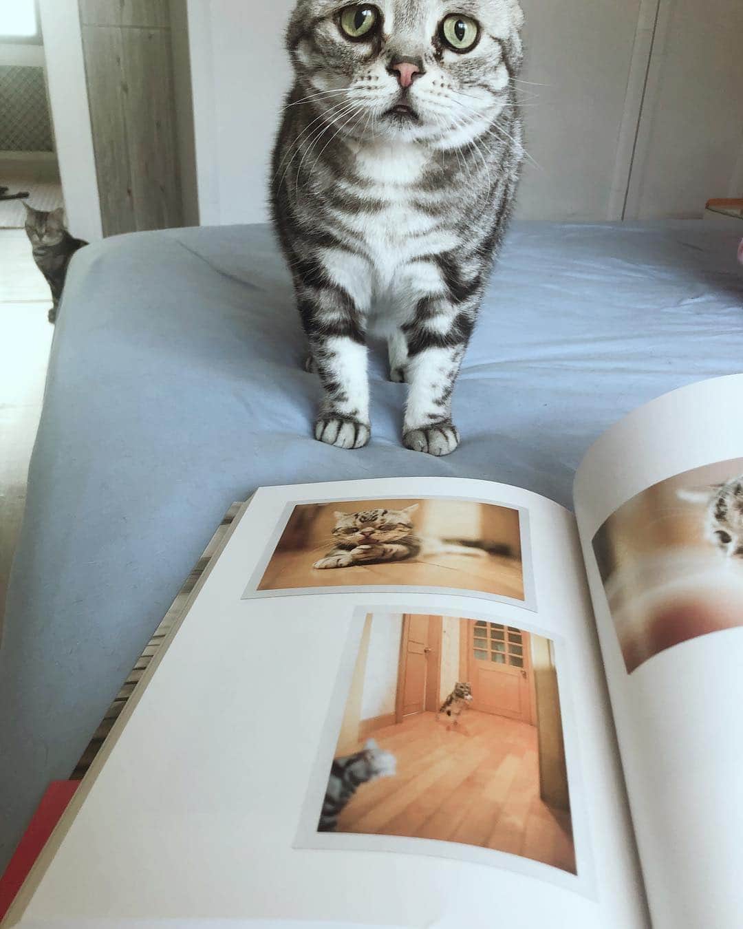 ルフさんのインスタグラム写真 - (ルフInstagram)「#luhu:" new picture book with me !" - - #cat #cute #sadcat #lovely #adorable #angel #catofashions #catworld」4月2日 13時48分 - lanlan731