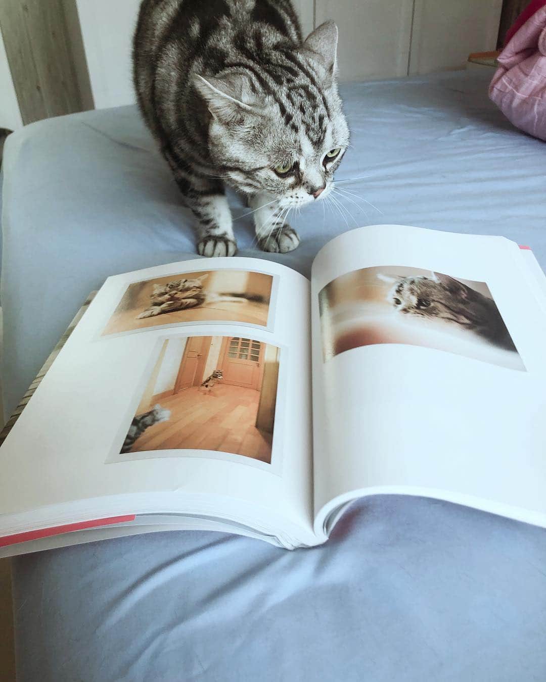 ルフさんのインスタグラム写真 - (ルフInstagram)「#luhu:" new picture book with me !" - - #cat #cute #sadcat #lovely #adorable #angel #catofashions #catworld」4月2日 13時48分 - lanlan731