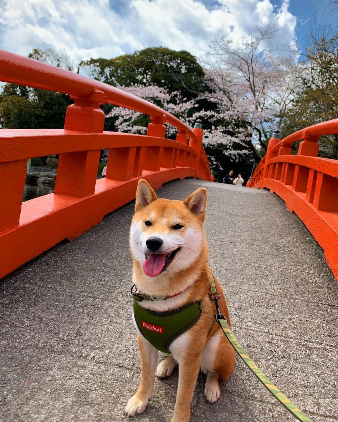 大山加奈さんのインスタグラム写真 - (大山加奈Instagram)「, . 🌸⛩🐕 . . #だいず #だいず🐕💓 #豆柴 #豆柴部  #柴犬 #しばいぬ  #犬のいる暮らし#🐶 #🐕#いぬすたぐらむ #ワンスタグラム #しばすたぐらむ #mameshiba#shibainu#shibastagram」4月2日 13時56分 - kanaoyama0619