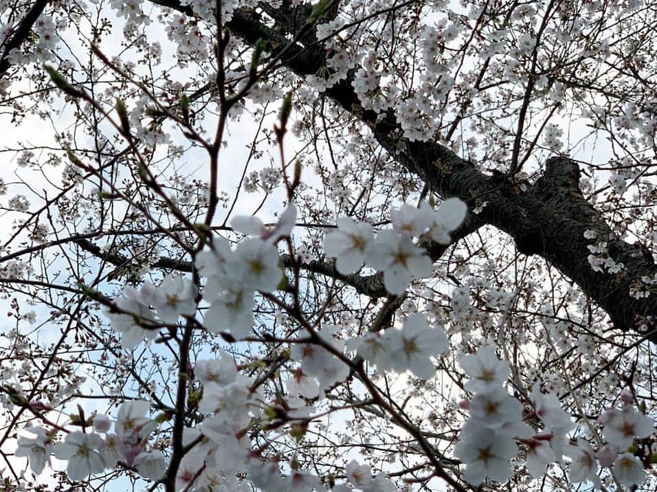 杉山愛さんのインスタグラム写真 - (杉山愛Instagram)「春休みなので🌸今日は朝から練習でした🎾 パームの桜も満開です🌸」4月2日 19時26分 - aisugiyamaofficial