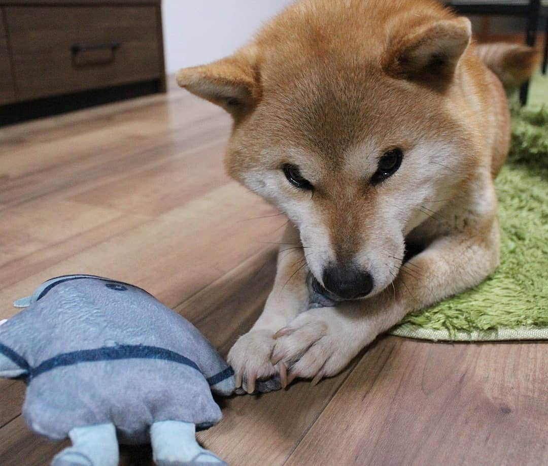 柴犬たま Shibainu Tamaさんのインスタグラム写真 - (柴犬たま Shibainu TamaInstagram)「* 個人的にツボッたのが「幕末偉人の名犬」 * これなんだろうと思ったら上野公園の西郷隆盛像じゃん😲💡 で、このロープ引っ張ったら西郷どんが散歩してるワンコになれちゃうかも⁉ってコンセプトらしい😂😂 * ミケしゃんも西郷どんと一緒にお散歩…おさん…おさ……… 西郷どーん‼😭😭😭(笑) * Caption trans🇬🇧 Meekeh pulls his owner's rope and goes for a walk. But she goes wild‼😭😭😭(lol) * #たま家族 #柴犬ミケ #一眼レフ #一眼レフカメラ #pecobox #西郷どん #主人を足蹴に #忠誠心が迷子 #カミカミ #ブサ顔 #ドヤ顔 #最後は仲直り #かなりひし形 #柴犬 #shiba #shibainu #shibastagram #犬 #dog #多頭飼い」4月2日 19時26分 - tama7653