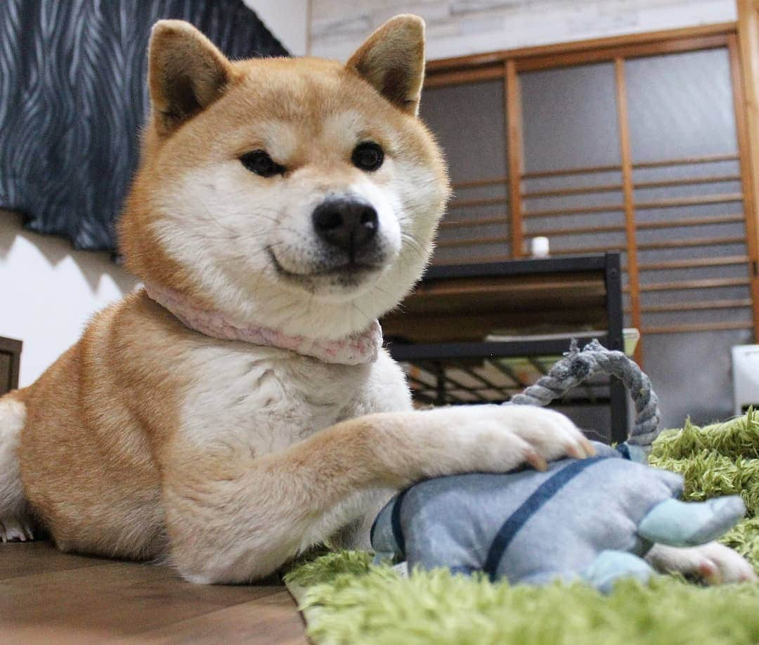 柴犬たま Shibainu Tamaさんのインスタグラム写真 - (柴犬たま Shibainu TamaInstagram)「* 個人的にツボッたのが「幕末偉人の名犬」 * これなんだろうと思ったら上野公園の西郷隆盛像じゃん😲💡 で、このロープ引っ張ったら西郷どんが散歩してるワンコになれちゃうかも⁉ってコンセプトらしい😂😂 * ミケしゃんも西郷どんと一緒にお散歩…おさん…おさ……… 西郷どーん‼😭😭😭(笑) * Caption trans🇬🇧 Meekeh pulls his owner's rope and goes for a walk. But she goes wild‼😭😭😭(lol) * #たま家族 #柴犬ミケ #一眼レフ #一眼レフカメラ #pecobox #西郷どん #主人を足蹴に #忠誠心が迷子 #カミカミ #ブサ顔 #ドヤ顔 #最後は仲直り #かなりひし形 #柴犬 #shiba #shibainu #shibastagram #犬 #dog #多頭飼い」4月2日 19時26分 - tama7653