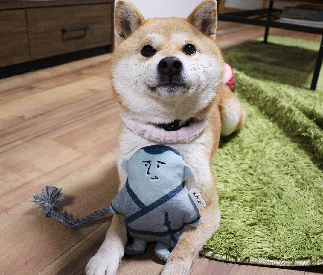 柴犬たま Shibainu Tamaさんのインスタグラム写真 - (柴犬たま Shibainu TamaInstagram)「* 個人的にツボッたのが「幕末偉人の名犬」 * これなんだろうと思ったら上野公園の西郷隆盛像じゃん😲💡 で、このロープ引っ張ったら西郷どんが散歩してるワンコになれちゃうかも⁉ってコンセプトらしい😂😂 * ミケしゃんも西郷どんと一緒にお散歩…おさん…おさ……… 西郷どーん‼😭😭😭(笑) * Caption trans🇬🇧 Meekeh pulls his owner's rope and goes for a walk. But she goes wild‼😭😭😭(lol) * #たま家族 #柴犬ミケ #一眼レフ #一眼レフカメラ #pecobox #西郷どん #主人を足蹴に #忠誠心が迷子 #カミカミ #ブサ顔 #ドヤ顔 #最後は仲直り #かなりひし形 #柴犬 #shiba #shibainu #shibastagram #犬 #dog #多頭飼い」4月2日 19時26分 - tama7653