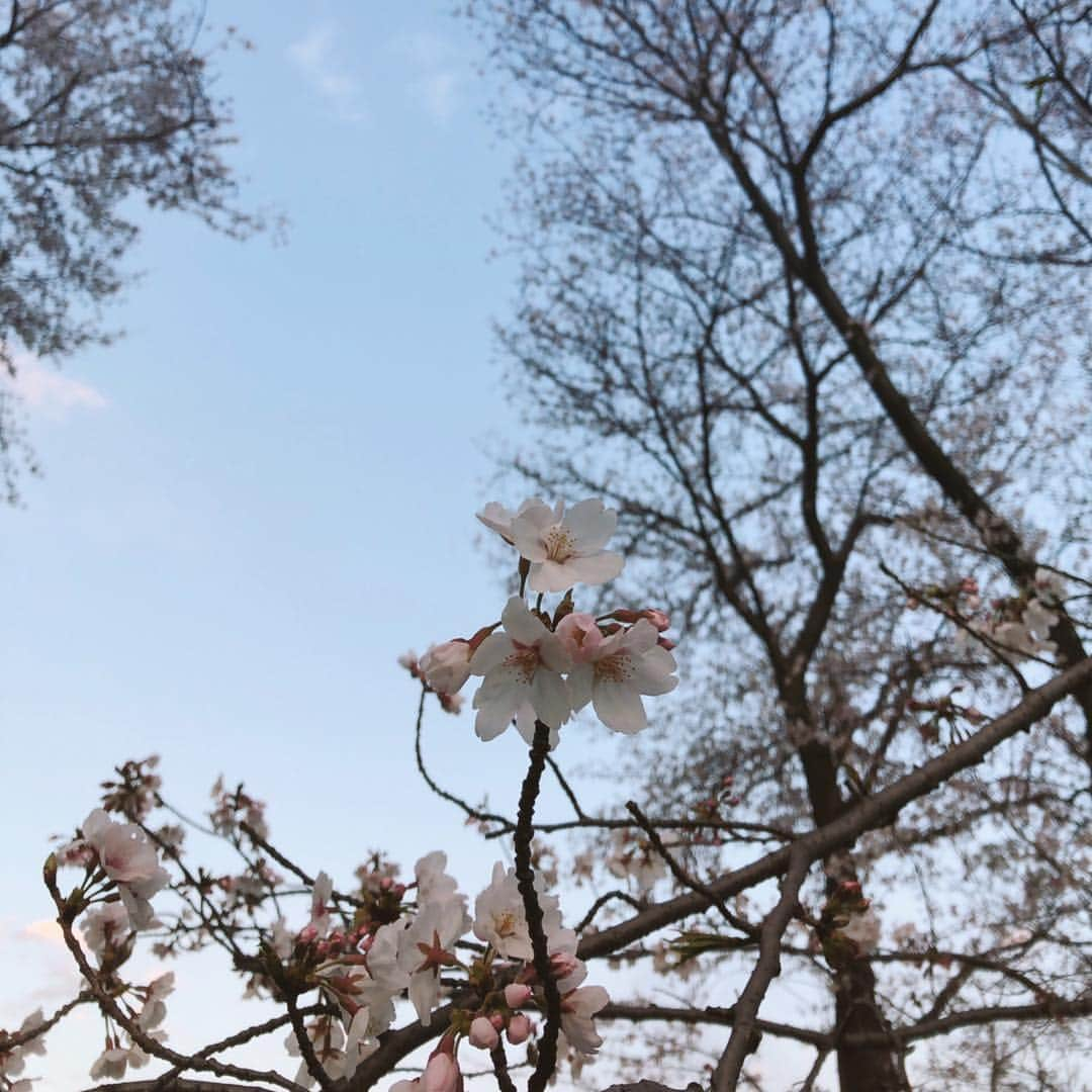 Megumiさんのインスタグラム写真 - (MegumiInstagram)「今日の #桜  #東京」4月2日 19時26分 - paix2megumi