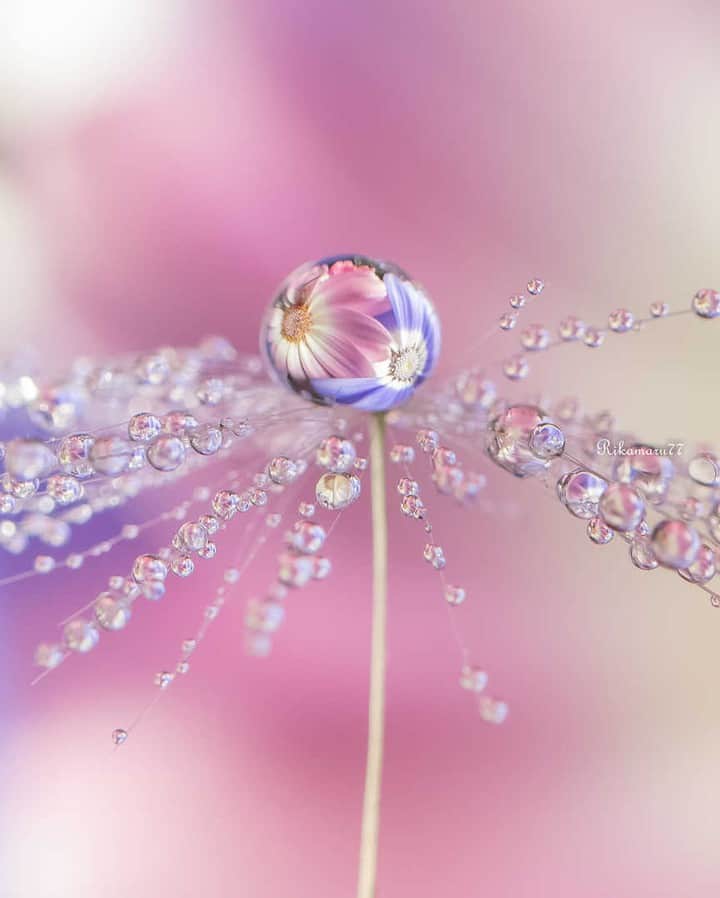 花の写真館のインスタグラム：「Photo by Rika Funaki.⠀ https://www.facebook.com/rika.funaki.73⠀ .⠀ Original Post[投稿頂いたURL]⠀ https://www.facebook.com/photo.php?fbid=2361057077511650⠀ .⠀ 本アカウントは、 #私の花の写真 をつけてInstagramに投稿された皆さまの花の写真や、「花の写真館」Facebookページで投稿された花の写真を紹介します。⠀ 「花の写真館」Facebookページは、「 @floral.photograph 」のプロフィールにあるURLからご覧ください。⠀ .⠀ #花の写真館 #floralphotograph #floralphoto #flower #flowers #富士フイルム #FUJIFILM⠀ Follow: @floral.photograph」