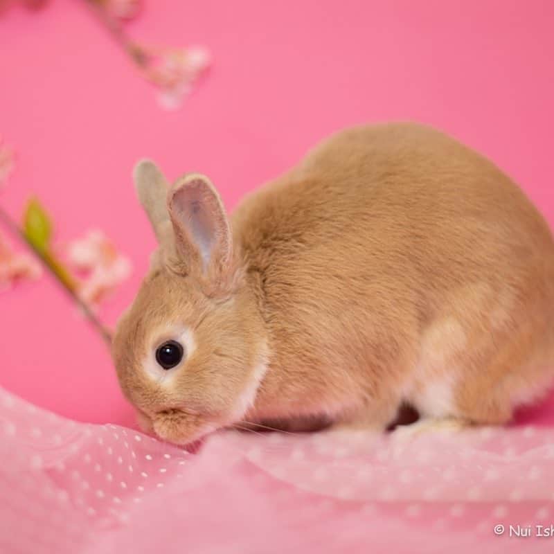 里美ゆりあさんのインスタグラム写真 - (里美ゆりあInstagram)「ポン太、りん、チョコの春の写真展(๑♡ᴗ♡๑)💜❤💙 #ネザーランドドワーフ#ミニレッキス#minirex#rabbit#うさぎ#pretty#ふわもこ部#もこもこ#ふわふわ#cute」4月2日 14時03分 - satomiyuria