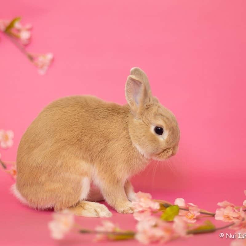 里美ゆりあさんのインスタグラム写真 - (里美ゆりあInstagram)「ポン太、りん、チョコの春の写真展(๑♡ᴗ♡๑)💜❤💙 #ネザーランドドワーフ#ミニレッキス#minirex#rabbit#うさぎ#pretty#ふわもこ部#もこもこ#ふわふわ#cute」4月2日 14時03分 - satomiyuria